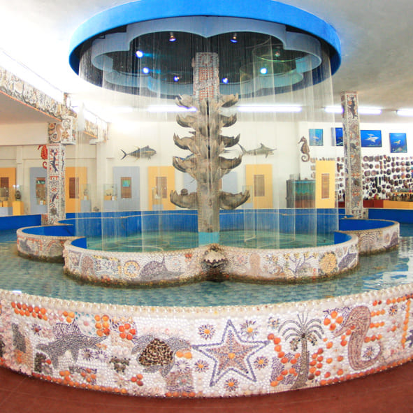 Visitar el Museo de Conchas – MAZATLÁN, MUSEOS